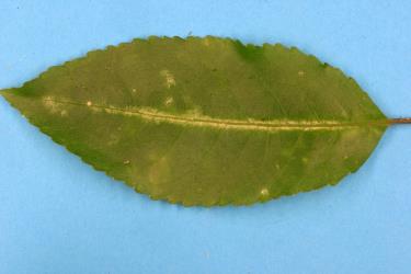 Upper side of a leaf of Mahoe, Melicytus ramiflorus (Violaceae) with damage from feeding by Hangehange thrips, Sigmothrips aotearoana (Thysanoptera: Thripidae). Creator: Nicholas A. Martin. © Plant & Food Research. [Image: 2J3U]