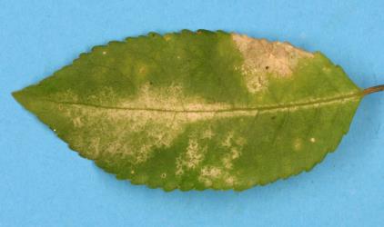 Upper side of a leaf of Mahoe, Melicytus ramiflorus (Violaceae) with damage from feeding by Hangehange thrips, Sigmothrips aotearoana (Thysanoptera: Thripidae). Creator: Nicholas A. Martin. © Plant & Food Research. [Image: 2J3V]