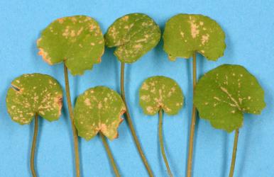 Leaves of Centella uniflora (Umbelliferae) with damage from feeding by Hangehange thrips, Sigmothrips aotearoana (Thysanoptera: Thripidae). Creator: Nicholas A. Martin. © Plant & Food Research. [Image: 2J3W]