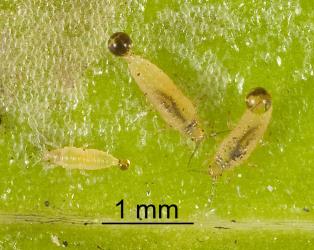 First and second instar (stage) larvae of Hangehange thrips, Sigmothrips aotearoana (Thysanoptera: Thripidae) on upper side of a leaf of Hangehange, Geniostoma ligustrifolium (Loganiaceae): note the long anal setae in the faecal droplet of the thrips on the right. Creator: Tim Holmes. © Plant & Food Research. [Image: 2J40]