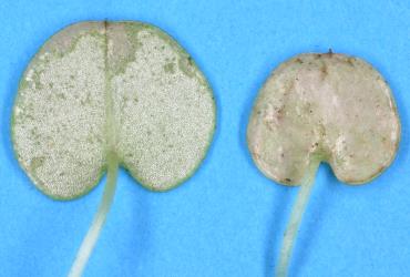 Underside of leaves of Corybas trilobum (Orchidaceae) with damage from feeding by Hangehange thrips, Sigmothrips aotearoana (Thysanoptera: Thripidae). Creator: Nicholas A. Martin. © Plant & Food Research. [Image: 2J45]