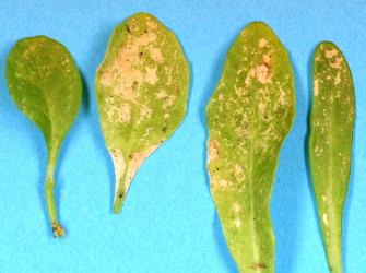 Leaves of New Zealand lobelia, Lobelia anceps (Campanulaceae) with damage from feeding by Hangehange thrips, Sigmothrips aotearoana (Thysanoptera: Thripidae). Creator: Nicholas A. Martin. © Plant & Food Research. [Image: 2J46]