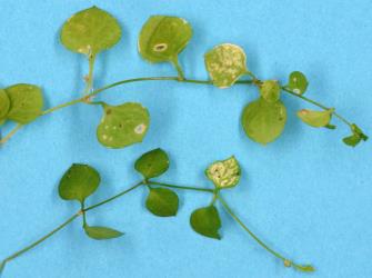 Leaves of New Zealand chickweed, Stellaria parviflora (Caryophyllaceae) with damage from feeding by Hangehange thrips, Sigmothrips aotearoana (Thysanoptera: Thripidae). Creator: Nicholas A. Martin. © Plant & Food Research. [Image: 2J47]