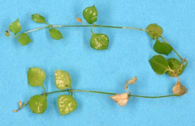 Leaves of New Zealand chickweed, Stellaria parviflora (Caryophyllaceae) with damage from feeding by Hangehange thrips, Sigmothrips aotearoana (Thysanoptera: Thripidae). Creator: Nicholas A. Martin. © Plant & Food Research. [Image: 2J48]