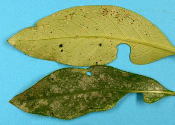Upper and underside of a leaf of Glossy karamu, Coprosma robusta (Rubiaceae) with damage from feeding by Hangehange thrips, Sigmothrips aotearoana (Thysanoptera: Thripidae). Creator: Nicholas A. Martin. © Plant & Food Research. [Image: 2J4C]