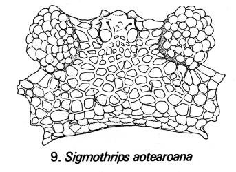 Drawing of head of Hangehange thrips, Sigmothrips aotearoana (Thysanoptera: Thripidae) showing the reticulate body sculpture and the angular lateral edges of the head. © Drawing published in Fauna of New Zealand Number 1. Figure 9. [Image: 2J4R]