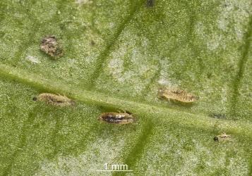 First and second instar (stage) larvae of Banana silvering thrips, Hercinothrips bicinctus (Thysanoptera: Thripidae) on underside of a leaf of Night-scented Jessamine, Cestrum nocturnum (Solanaceae): note the faecal material on the abdomen. Creator: Tim Holmes. © Plant & Food Research. [Image: 2J5F]
