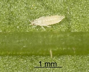 Prepupa of Banana silvering thrips, Hercinothrips bicinctus (Thysanoptera: Thripidae) on underside of a leaf of Night-scented Jessamine, Cestrum nocturnum (Solanaceae): note the short wing buds. Creator: Tim Holmes. © Plant & Food Research. [Image: 2J5G]