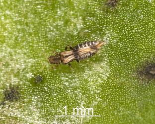 Adult Banana silvering thrips, Hercinothrips bicinctus (Thysanoptera: Thripidae) on underside of a leaf of Night-scented Jessamine, Cestrum nocturnum (Solanaceae). Creator: Tim Holmes. © Plant & Food Research. [Image: 2J5J]