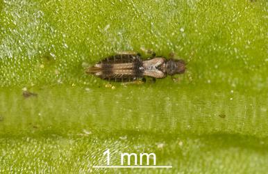Adult Banana silvering thrips, Hercinothrips bicinctus (Thysanoptera: Thripidae) on underside of a leaf of Night-scented Jessamine, Cestrum nocturnum (Solanaceae). Creator: Tim Holmes. © Plant & Food Research. [Image: 2J5K]