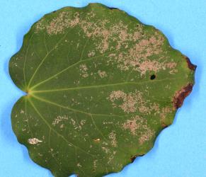 Upper side of a leaf of Kawakawa, Piper excelsum (Piperaceae) with old damage from feeding by Banana silvering thrips, Hercinothrips bicinctus (Thysanoptera: Thripidae). Creator: Nicholas A. Martin. © Plant & Food Research. [Image: 2J5T]
