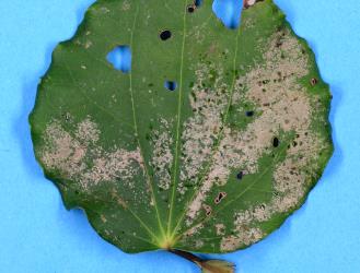Upper side of a leaf of Kawakawa, Piper excelsum (Piperaceae) with old damage from feeding by Banana silvering thrips, Hercinothrips bicinctus (Thysanoptera: Thripidae). Creator: Nicholas A. Martin. © Plant & Food Research. [Image: 2J5U]