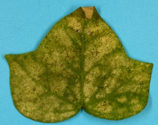 Upper side of a leaf of Ivy, Hedera helix (Araliaceae) with damage from feeding by Banana silvering thrips, Hercinothrips bicinctus (Thysanoptera: Thripidae). Creator: Nicholas A. Martin. © Plant & Food Research. [Image: 2J5Y]
