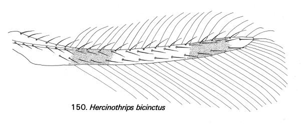 Drawing of the forewing of Banana silvering thrips, Hercinothrips bicinctus (Thysanoptera: Thripidae) showing the veins setae (hairs) and pigmentation. © Drawing published in Fauna of New Zealand Number 1. Figure 150. [Image: 2J62]