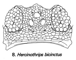 Drawing of head of Banana silvering thrips, Hercinothrips bicinctus (Thysanoptera: Thripidae) showing the reticulate body sculpture and the relatively smooth lateral edges of the head. © Drawing published in Fauna of New Zealand Number 1. Figure 8. [Image: 2J63]