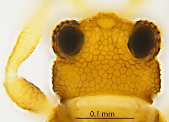 Dorsal (upper) side of head of an adult of Palm thrips, Parthenothrips dracaenae (Thysanoptera: Thripidae): microscope slide preparation showing the reticulate sculpturing. Creator: Nicholas A. Martin. © Landcare Research. [Image: 2JDL]