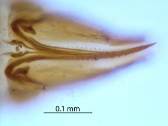 Microscope slide of the end of the abdomen of an adult female of Palm thrips, Parthenothrips dracaenae (Thysanoptera: Thripidae) showing the curved and toothed ovipositor. Creator: Nicholas A. Martin. © Landcare Research. [Image: 2JDN]