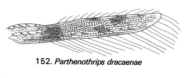 Drawing of the forewing of Palm thrips, Parthenothrips dracaenae (Thysanoptera: Thripidae) showing the veins, setae (hairs) and pigmentation. © Drawing published in Fauna of New Zealand Number 1. Figure 152. [Image: 2JDP]