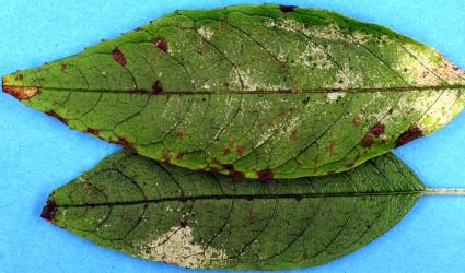 Leaves of Tree fuchsia, Fuchsia excorticate (Onagraceae) with damage caused by feeding by Greenhouse thrips, Heliothrips haemorrhoidalis (Thysanoptera: Thripidae). Creator: Nicholas A. Martin. © Plant & Food Research. [Image: 2JTM]