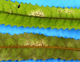 Leaves of Rewarewa, Knightia excelsa (Proteaceae) with damage caused by feeding by Greenhouse thrips, Heliothrips haemorrhoidalis (Thysanoptera: Thripidae). Creator: Nicholas A. Martin. © Plant & Food Research. [Image: 2JTN]