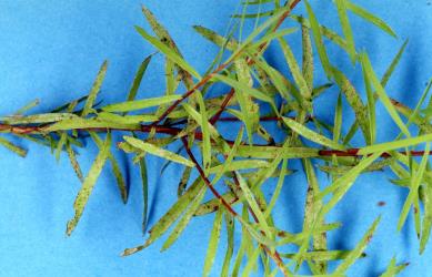 Kanuka, Kunzea sp. (Myrtaceae) with leaf damage caused by feeding by Greenhouse thrips, Heliothrips haemorrhoidalis (Thysanoptera: Thripidae). Creator: Nicholas A. Martin. © Plant & Food Research. [Image: 2JTP]
