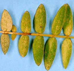 Leaves of White rata, Metrosideros diffusa (Myrtaceae) with damage caused by feeding by Greenhouse thrips, Heliothrips haemorrhoidalis (Thysanoptera: Thripidae). Creator: Nicholas A. Martin. © Plant & Food Research. [Image: 2JTQ]