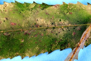 Leaf of Hinau, Elaeocarpus dentatus (Elaeocarpaceae) with damage caused by feeding by Greenhouse thrips, Heliothrips haemorrhoidalis (Thysanoptera: Thripidae). Creator: Nicholas A. Martin. © Plant & Food Research. [Image: 2JTR]