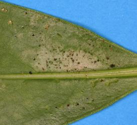 Leaf of Ngaio, Myoporum laetum (Scrophulariaceae) with damage caused by feeding by Greenhouse thrips, Heliothrips haemorrhoidalis (Thysanoptera: Thripidae). Creator: Nicholas A. Martin. © Plant & Food Research. [Image: 2JTT]