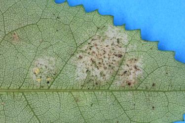 Leaf of Lacebark, Hoheria populnea (Malvaceae) with damage caused by feeding by Greenhouse thrips, Heliothrips haemorrhoidalis (Thysanoptera: Thripidae). Creator: Nicholas A. Martin. © Plant & Food Research. [Image: 2JTU]