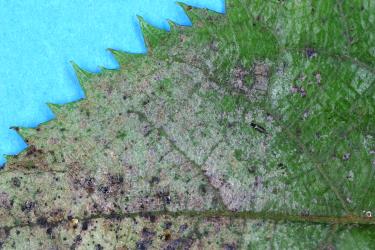 Leaf of Wineberry, Aristotelia serrata (Elaeocarpaceae) with damage caused by feeding by Greenhouse thrips, Heliothrips haemorrhoidalis (Thysanoptera: Thripidae). Creator: Nicholas A. Martin. © Plant & Food Research. [Image: 2JTW]