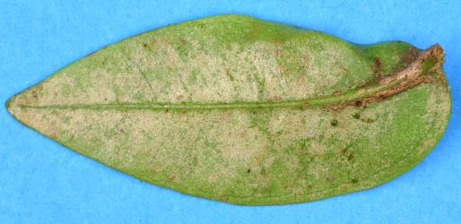 Leaf of Pohutukawa, Metrosideros excelsa (Myrtaceae) with damage caused by feeding by Greenhouse thrips, Heliothrips haemorrhoidalis (Thysanoptera: Thripidae). Creator: Nicholas A. Martin. © Plant & Food Research. [Image: 2JTX]