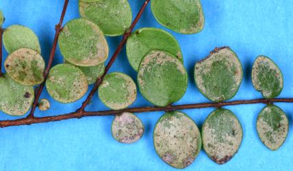 Leaves of Small white rata, Metrosideros perforate (Myrtaceae) with damage caused by feeding by Greenhouse thrips, Heliothrips haemorrhoidalis (Thysanoptera: Thripidae). Creator: Nicholas A. Martin. © Plant & Food Research. [Image: 2JTY]