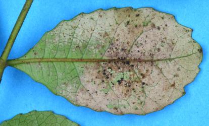 Leaf of Tawhero, Weinmannia silvicola (Cunoniaceae) with damage caused by feeding by Greenhouse thrips, Heliothrips haemorrhoidalis (Thysanoptera: Thripidae). Creator: Nicholas A. Martin. © Plant & Food Research. [Image: 2JTZ]