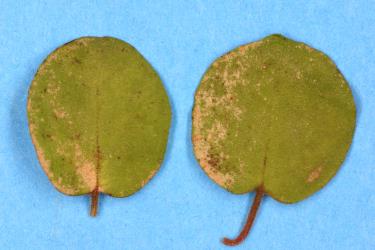 Leaves of Muehlenbeckia complexa (Polygonaceae) with damage caused by feeding by Greenhouse thrips, Heliothrips haemorrhoidalis (Thysanoptera: Thripidae). Creator: Nicholas A. Martin. © Plant & Food Research. [Image: 2JU0]