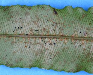 Frond of Kiokio, Blechnum novae-zelandiae (Blechnaceae) with damage caused by feeding by Greenhouse thrips, Heliothrips haemorrhoidalis (Thysanoptera: Thripidae). Creator: Nicholas A. Martin. © Plant & Food Research. [Image: 2JU2]