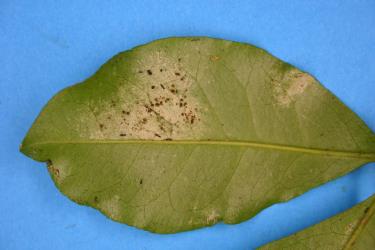 Leaflet of Melicope ternata (Rutaceae) with damage caused by feeding by Greenhouse thrips, Heliothrips haemorrhoidalis (Thysanoptera: Thripidae). Creator: Nicholas A. Martin. © Plant & Food Research. [Image: 2JU4]