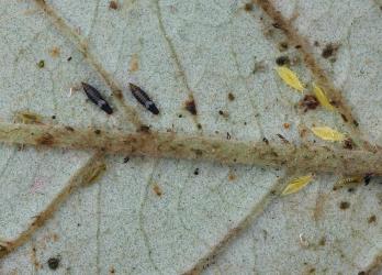 Adults and juvenile of Greenhouse thrips, Heliothrips haemorrhoidalis (Thysanoptera: Thripidae) on a leaf of Golden tainui, Pomaderris kumeraho (Rhamnaceae): note the grey coloured larvae. Creator: Nicholas A. Martin. © Plant & Food Research. [Image: 2JU6]