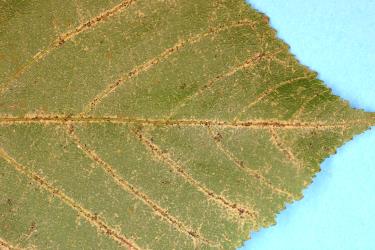 Leaf of a Whau, Entelea arborescens (Malvaceae) with damage caused by feeding by Greenhouse thrips, Heliothrips haemorrhoidalis (Thysanoptera: Thripidae). Creator: Nicholas A. Martin. © Plant & Food Research. [Image: 2JUC]
