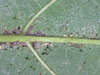 Three pupae of Greenhouse thrips, Heliothrips haemorrhoidalis (Thysanoptera: Thripidae) on the underside of a leaf of Whau, Entelea arborescens (Malvaceae). Creator: Nicholas A. Martin. © Plant & Food Research. [Image: 2JUD]