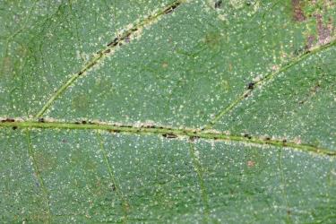 Leaf of Whau, Entelea arborescens (Malvaceae) with damage caused by feeding by Greenhouse thrips, Heliothrips haemorrhoidalis (Thysanoptera: Thripidae). Creator: Nicholas A. Martin. © Plant & Food Research. [Image: 2JUE]