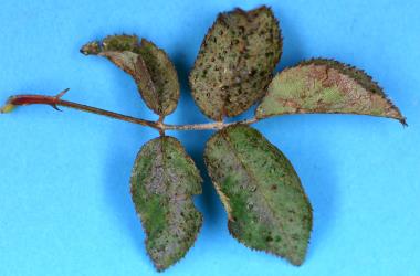 Leaf of a rose, Rosa sp. (Rosaceae) with damage caused by feeding by Greenhouse thrips, Heliothrips haemorrhoidalis (Thysanoptera: Thripidae). Creator: Nicholas A. Martin. © Plant & Food Research. [Image: 2JUF]