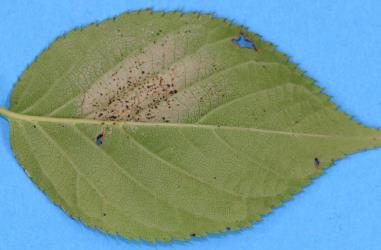 Leaf of Cherry, Prunus sp. (Rosaceae) with damage caused by feeding by Greenhouse thrips, Heliothrips haemorrhoidalis (Thysanoptera: Thripidae). Creator: Nicholas A. Martin. © Plant & Food Research. [Image: 2JUH]
