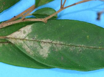 Leaves of Pale-flowered kumarahou, Pomaderris hamiltonii (Rutaceae) with damage caused by feeding by Greenhouse thrips, Heliothrips haemorrhoidalis (Thysanoptera: Thripidae). Creator: Nicholas A. Martin. © Plant & Food Research. [Image: 2JUI]