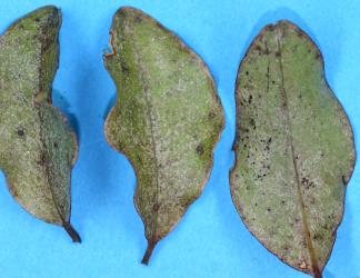 Leaves of Myrsine australis (Primulaceae) with damage caused by feeding by Greenhouse thrips, Heliothrips haemorrhoidalis (Thysanoptera: Thripidae). Creator: Nicholas A. Martin. © Plant & Food Research. [Image: 2JUJ]