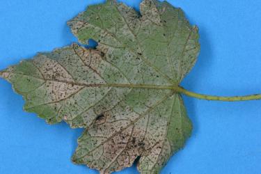 Leaf of Hibiscus, Hibiscus diversifolius. (Malvaceae) with damage caused by feeding by Greenhouse thrips, Heliothrips haemorrhoidalis (Thysanoptera: Thripidae). Creator: Nicholas A. Martin. © Plant & Food Research. [Image: 2JUK]