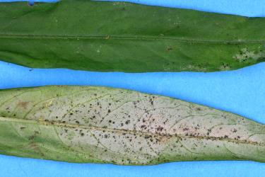 Leaves of swamp willow weed, Persicaria decipiens (Polygonaceae) with damage caused by feeding by Greenhouse thrips, Heliothrips haemorrhoidalis (Thysanoptera: Thripidae). Creator: Nicholas A. Martin. © Plant & Food Research. [Image: 2JUL]