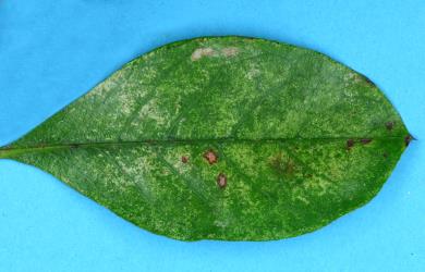 Leaf of Coprosma grandifolia (Rubiaceae) with damage caused by feeding by Greenhouse thrips, Heliothrips haemorrhoidalis (Thysanoptera: Thripidae). Creator: Nicholas A. Martin. © Plant & Food Research. [Image: 2JUN]