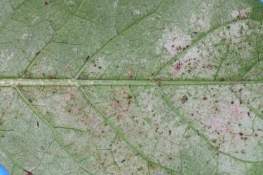 Leaf of Coprosma grandifolia (Rubiaceae) with damage caused by feeding by Greenhouse thrips, Heliothrips haemorrhoidalis (Thysanoptera: Thripidae). Creator: Nicholas A. Martin. © Plant & Food Research. [Image: 2JUP]