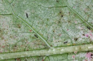 Adults and juvenile of Greenhouse thrips, Heliothrips haemorrhoidalis (Thysanoptera: Thripidae) on the underside of a leaf of Coprosma grandifolia (Rubiaceae). Creator: Nicholas A. Martin. © Plant & Food Research. [Image: 2JUQ]