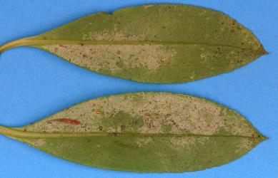 Leaves of Ngaio, Myoporum laetum (Scrophulariaceae) with damage caused by feeding by Greenhouse thrips, Heliothrips haemorrhoidalis (Thysanoptera: Thripidae). Creator: Nicholas A. Martin. © Plant & Food Research. [Image: 2JUS]